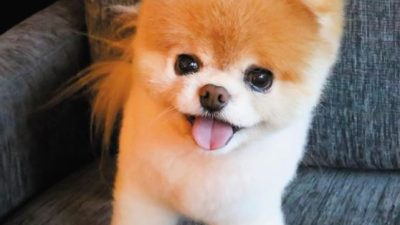 chien-boo-2