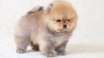 spitz-nain