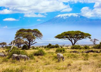 kenya zebre parc kilimandjaro