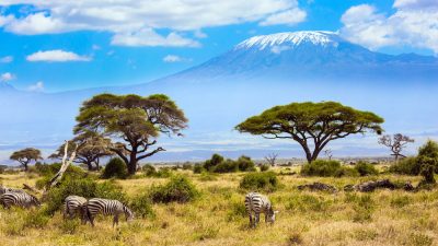 kenya zebre parc kilimandjaro